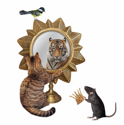 猫在星形镜子里看