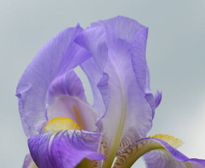 虹膜花