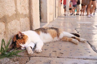 杜布罗夫尼克Stradun猫