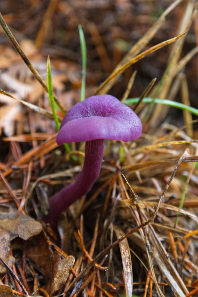 蘑菇拉卡里亚紫水晶 - 塞塔拉卡里亚紫水晶