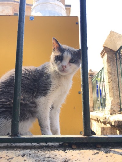 街上的猫