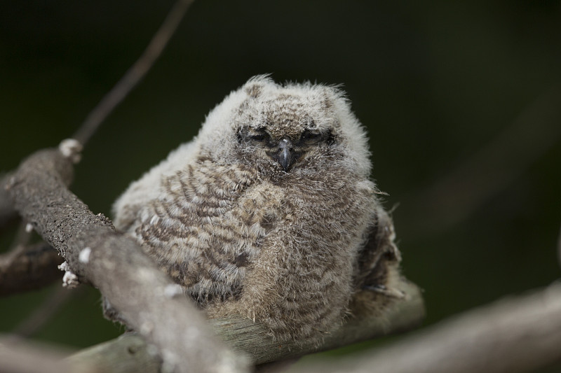 一只小cape eagle owl