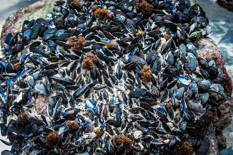 黑色贻贝附着在岩石上，浸没在潮湿的沙子里