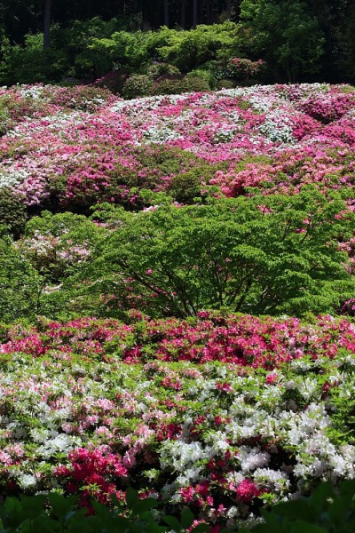 杜鹃花