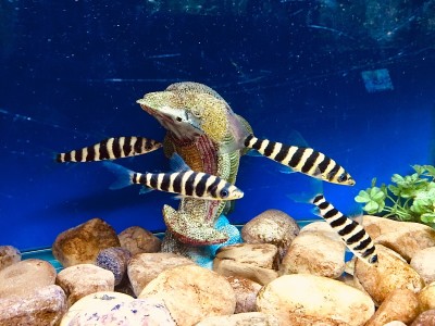 水族馆里的鱼