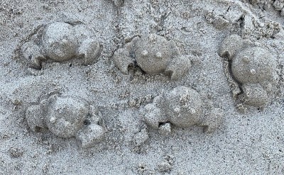 沙蟹