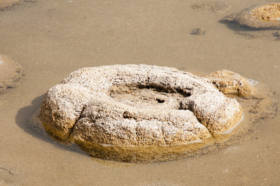 Lake Clifton Thrombolite