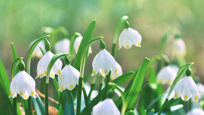 春天的雪花花。(leucojum vernum carpaticum)森林中盛开的美丽花朵，自然色彩