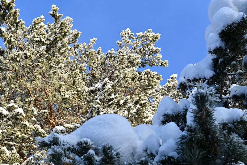 松树和雪松的树冠在皑皑白雪中与蓝天形成鲜明的对比。