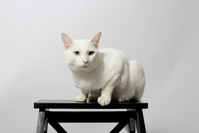 Odd-Eyed猫