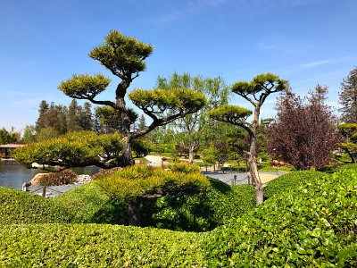美丽的花和树在日本花园