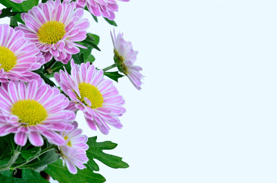 白底花