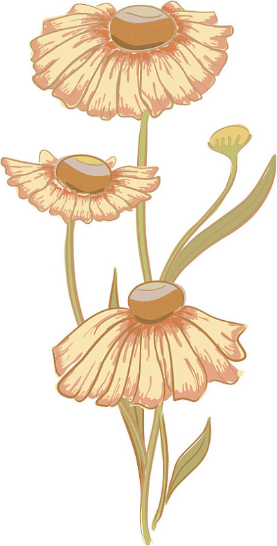 Helenium。