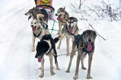一队土著雪橇犬哈士奇(莱卡)在路上