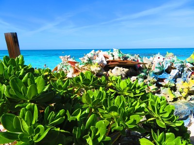 海滩上的彩色海螺壳