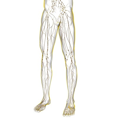 人体淋巴结解剖用于医学概念3D渲染