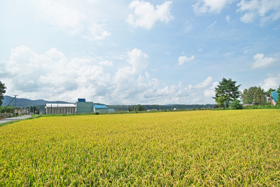 朝川的乡村风光