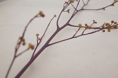 有芽、花和叶的树枝