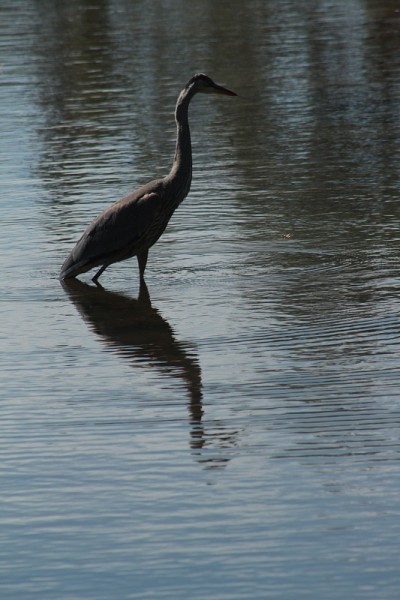 Blue Heron
