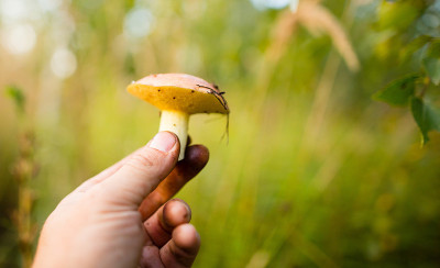 森林里，手里拿着新鲜的食用蘑菇