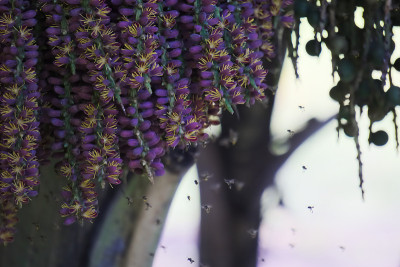 在泰国的一个公园里，成群的蜜蜂正在欣赏悬挂在棕榈树上的一组紫色花朵的花粉。