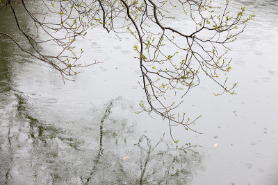 雨,芽
