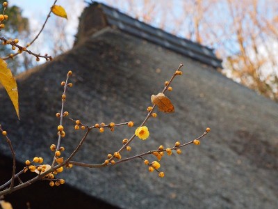 Chimonanthus praecox，日语叫Roubai