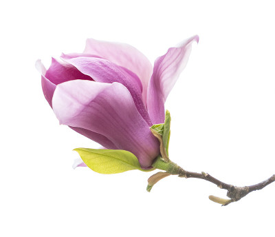 玉兰花