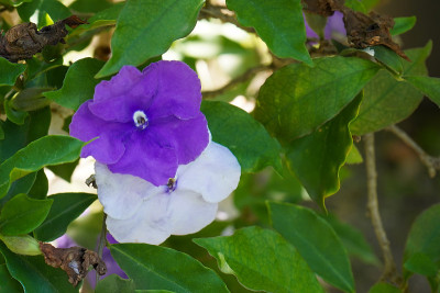 Brunfelsia uniflora 花