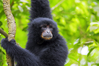 Siamang Gibbon