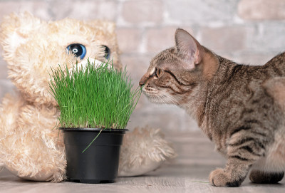 虎斑猫和新鲜的绿草给猫。