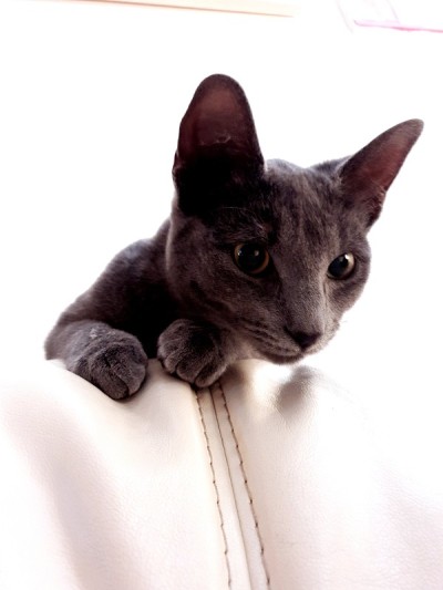 查特鲁小猫