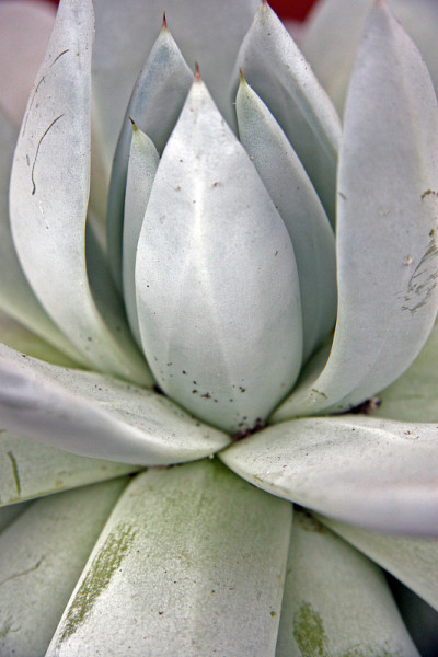 Crassula