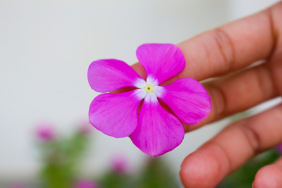 手花
