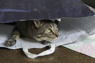 猫的肖像