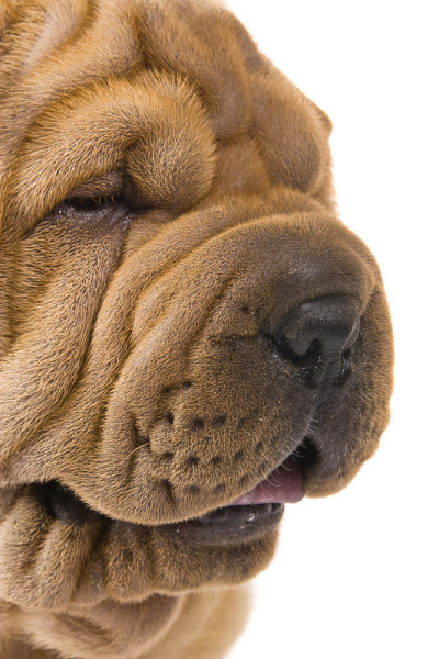 Sharpei狗