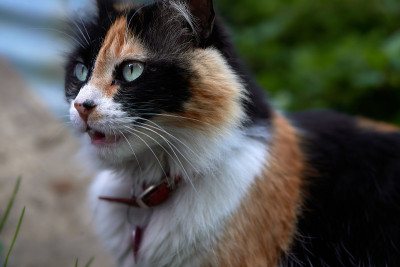 家猫盯着猎物看