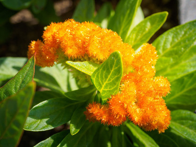 橙色的花在田野里