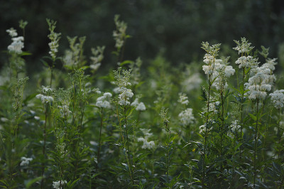 绣线菊属植物
