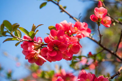 日本贴梗海棠的花朵。木瓜，春天小红花