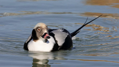 长尾鸭(Clangula hyemalis)，在北美通常被称为古squaw，是一种中型海鸭
