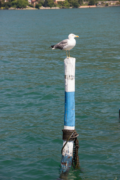 海鸥Iseo湖
