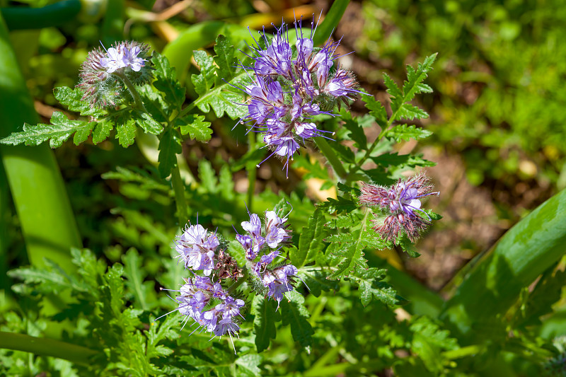 产蜜的草本植物Phacelia(纬度。钟穗)。观赏和农业作物，特别有价值的蜂蜜植物和绿肥