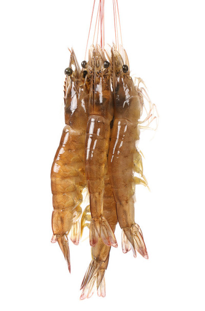 生虾