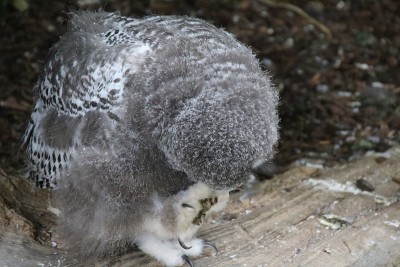 小黄眼雪鸮(Bubo scandiacus)