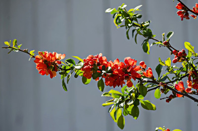日本榅桲或木瓜，春季开花