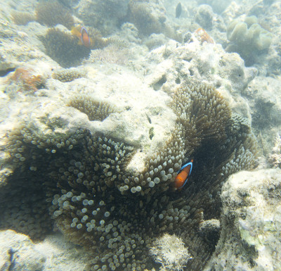海葵中的两栖鱼