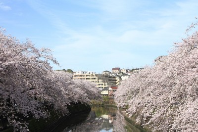 日本横滨大冈河边的一排樱花树