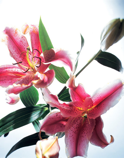 莉莉花