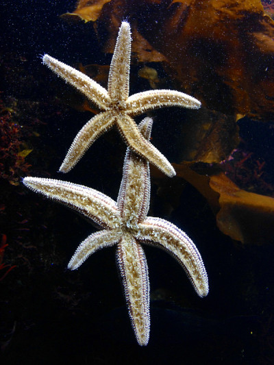 海星